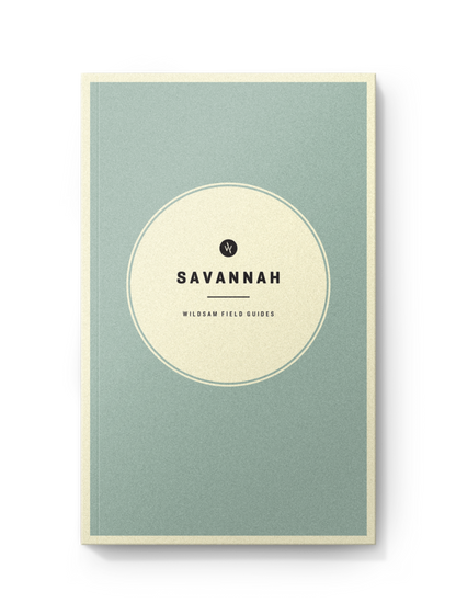 SAVANNAH