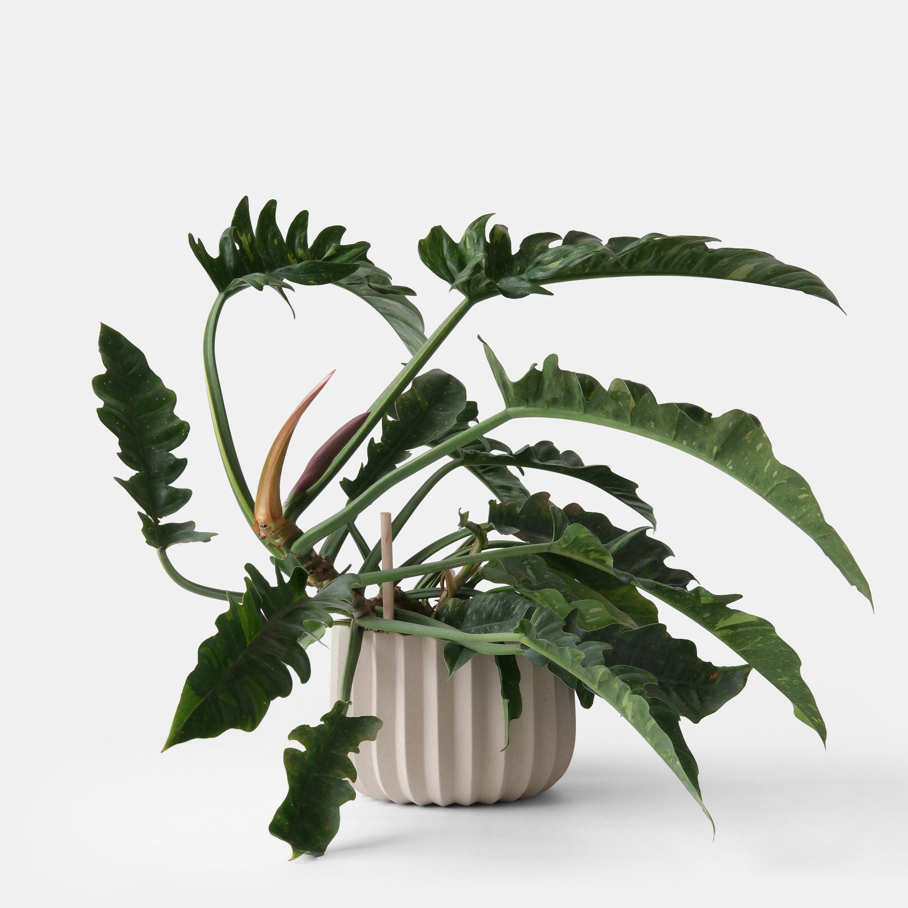 Misewell Pots &amp; Planters Wrap Planter - 4 sizes