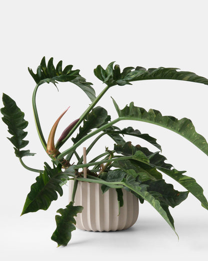 Wrap Planter - 4 sizes