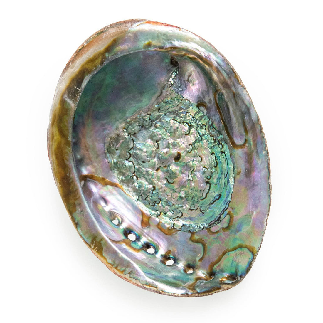 Abalone Shell - My American Goods
