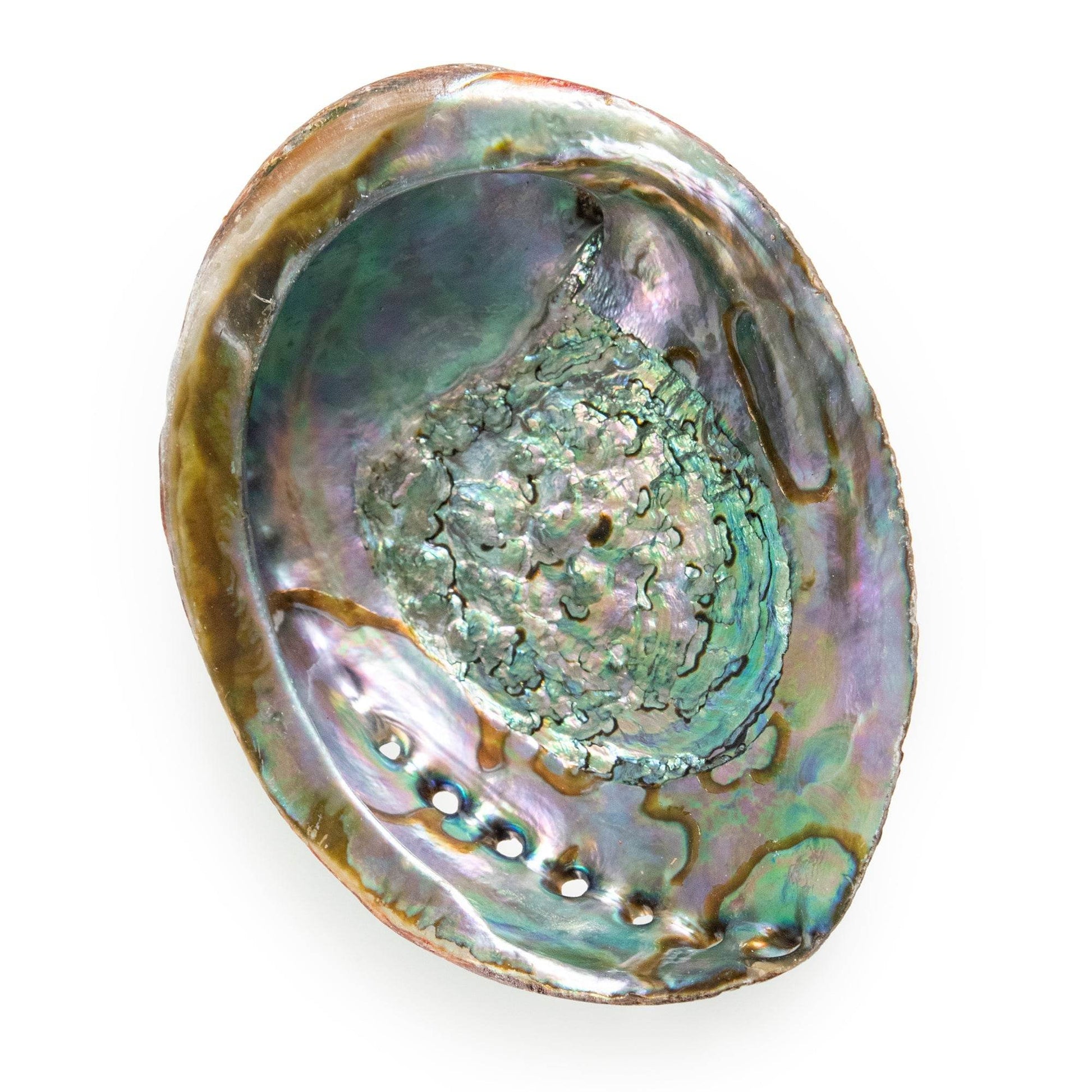 Abalone Shell - My American Goods
