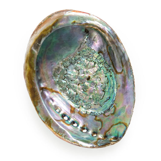 Abalone Shell - My American Goods