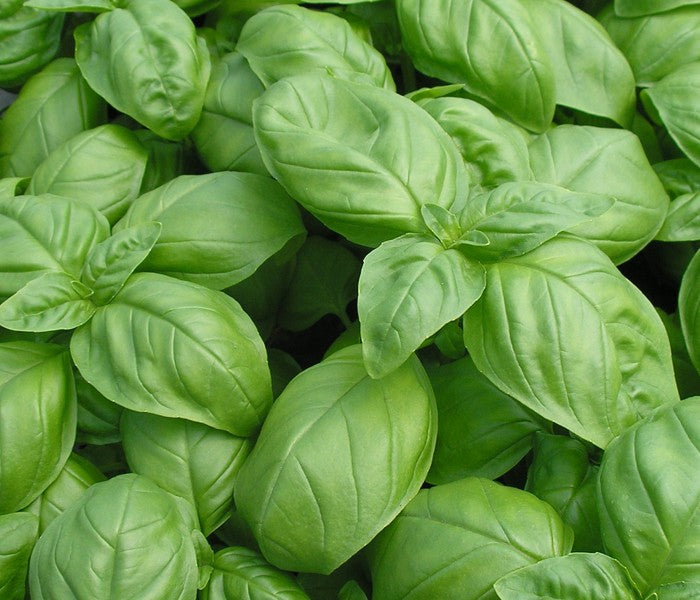 Italian Large Leaf Basil Seeds