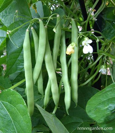 Blue Lake FM-1 Pole Bean Seeds