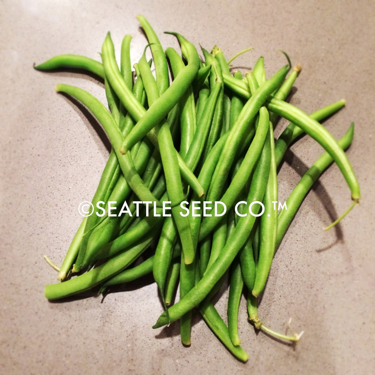 Blue Lake FM-1 Pole Bean Seeds
