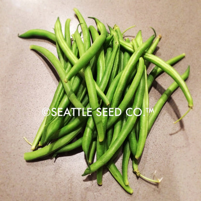 Blue Lake FM-1 Pole Bean Seeds