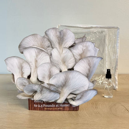Mushroom Grow Kit Co. Oyster Mushrooms Premium Blue Oyster Mushroom Growing Kit - 5 LBS