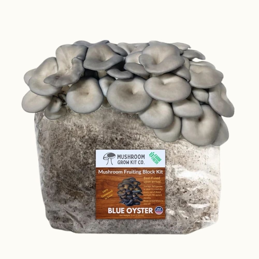 Mushroom Grow Kit Co. Oyster Mushrooms Premium Blue Oyster Mushroom Fruiting Block Grow Kit - 5 LBS