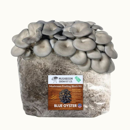 Mushroom Grow Kit Co. 3 Pack - Premium Lion&