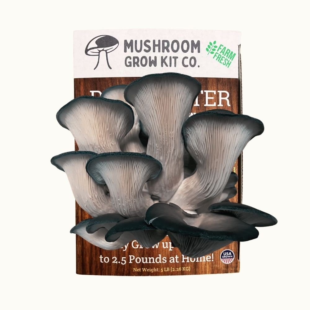 Mushroom Grow Kit Co. Oyster Mushrooms Premium Blue Oyster Mushroom Growing Kit - 5 LBS