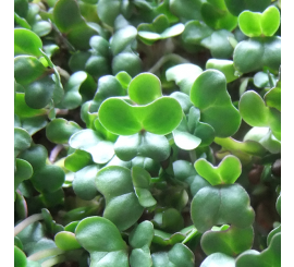 Broccoli Microgreen Seeds