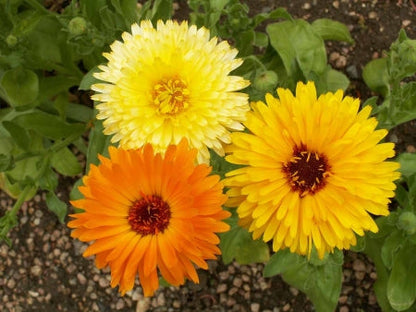 Pacific Beauty Calendula Seeds