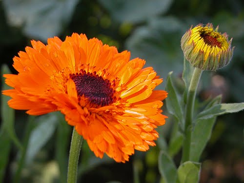 Pacific Beauty Calendula Seeds