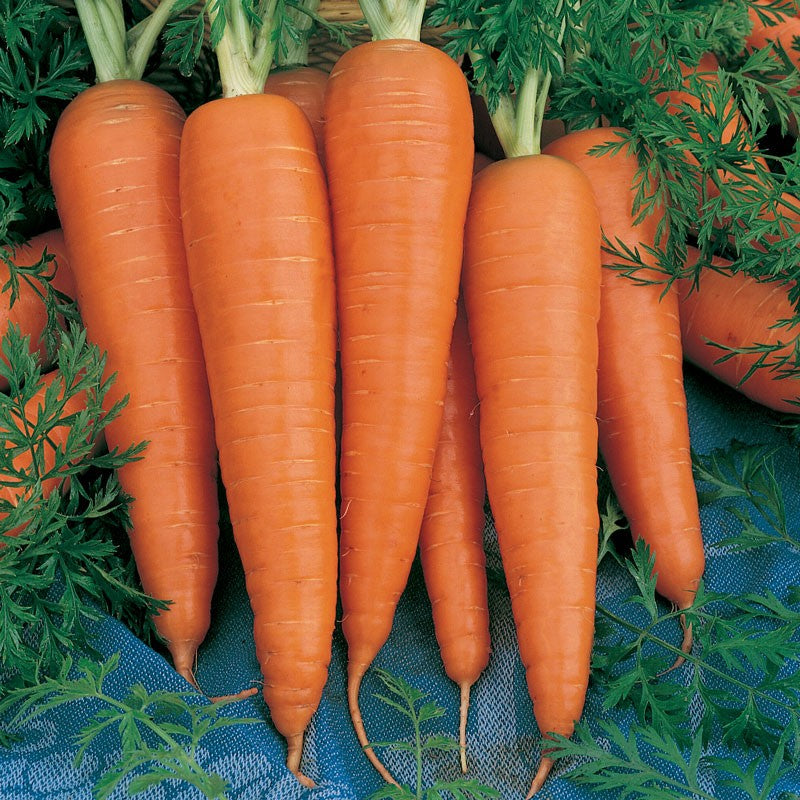 Danvers Carrot Seeds