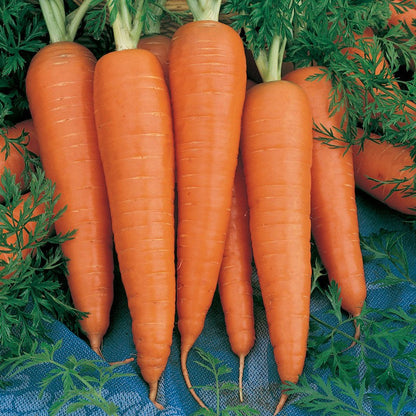 Danvers Carrot Seeds