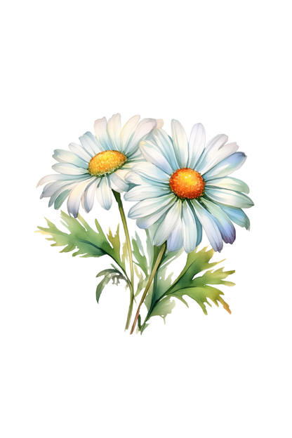 Chamomile Phthalate-Free Fragrance Oil