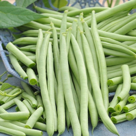Venice Bush Bean Seeds