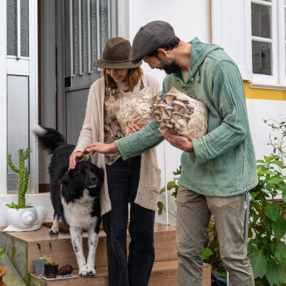 Mushroom Grow Kit Co. Oyster Mushrooms Premium Blue Oyster Mushroom Fruiting Block Grow Kit - 5 LBS
