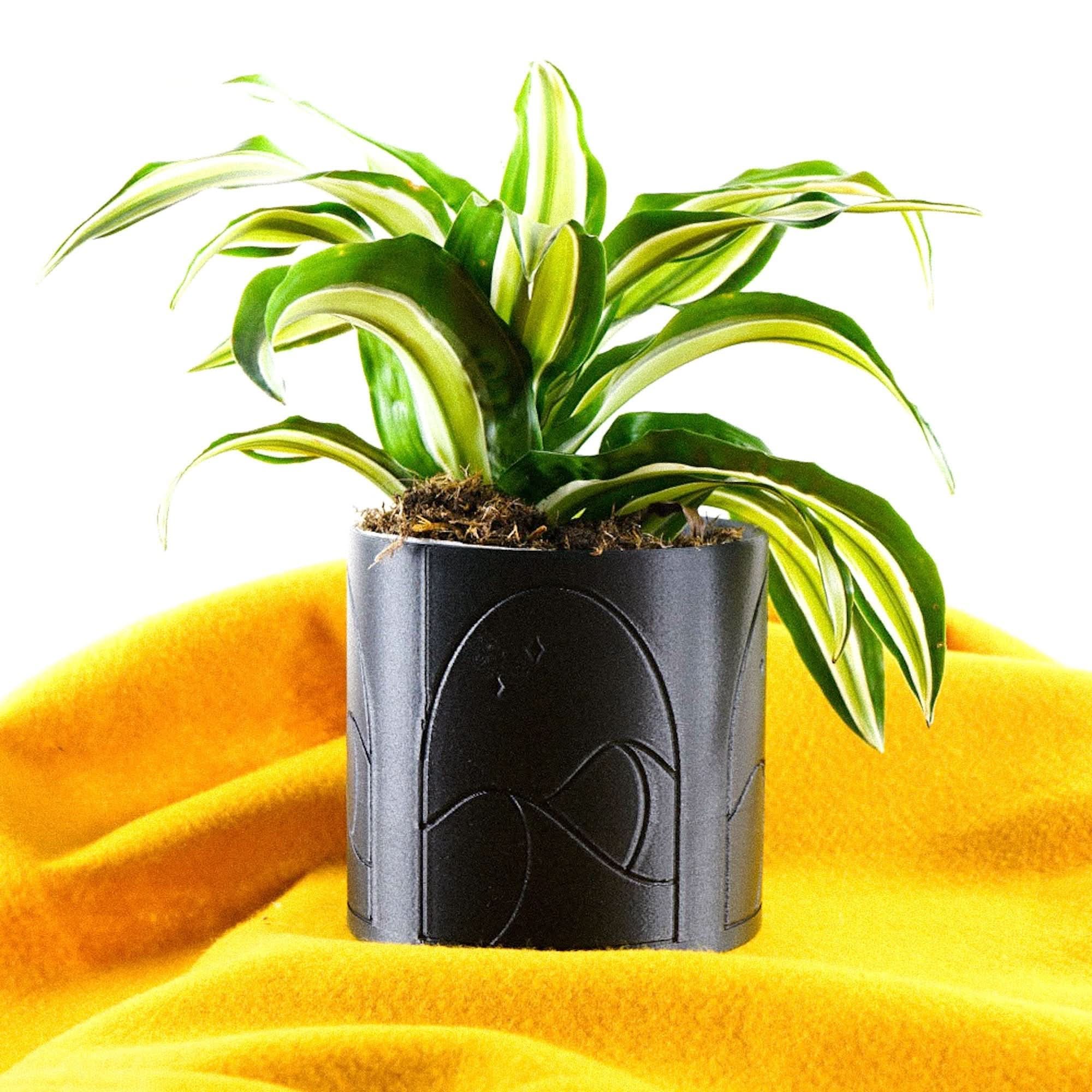 Rosebud HomeGoods Pots &amp; Planters Desert Scape Planter