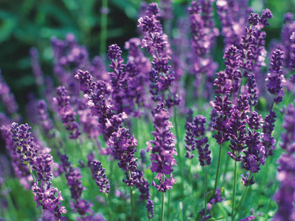 English Lavender Seeds