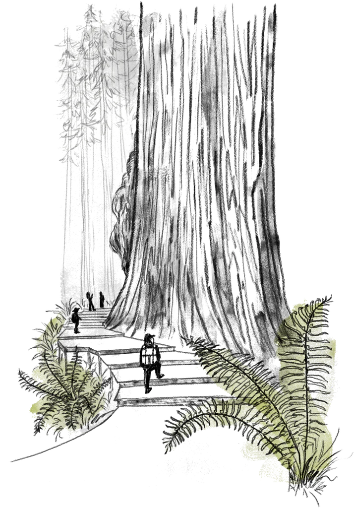Big Trees of California