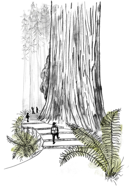 Big Trees of California