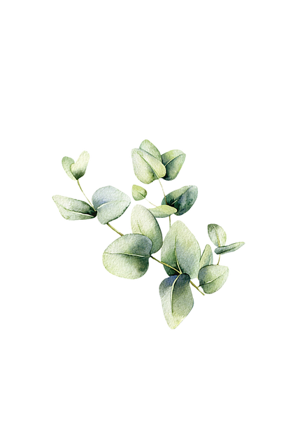 Eucalyptus Essential Oil