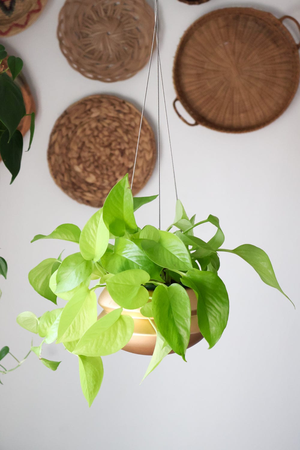 Carter + Rose Hanging Planter