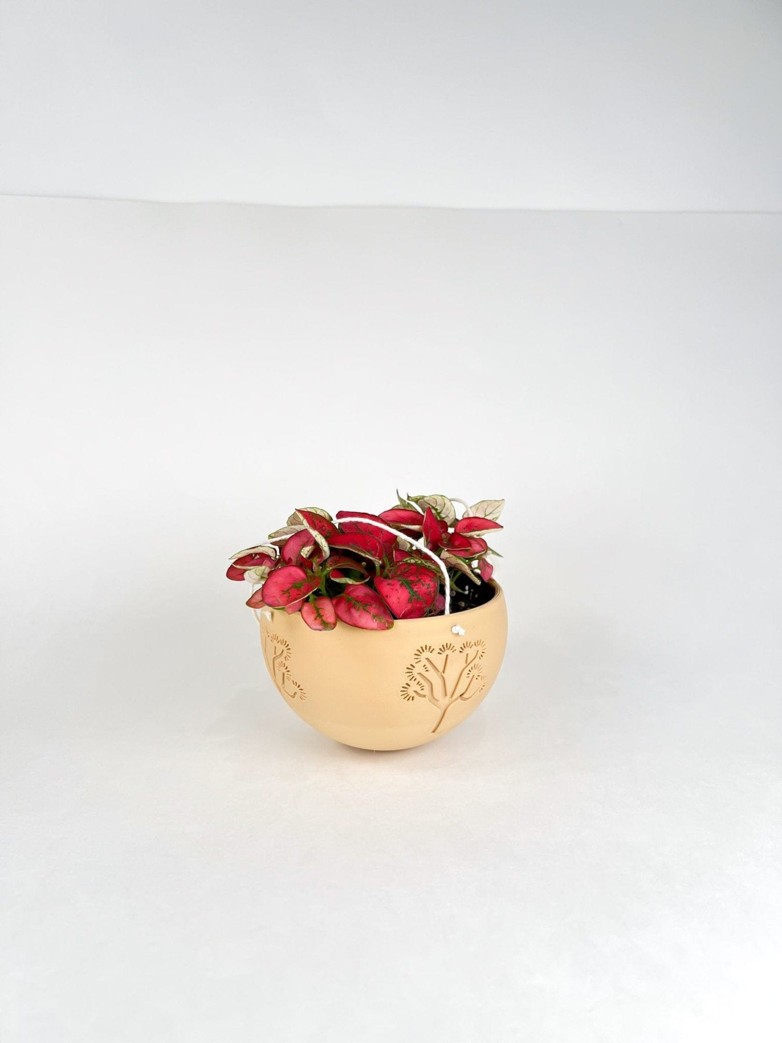 Rosebud HomeGoods Pots &amp; Planters Hanging Joshua Tree Planter