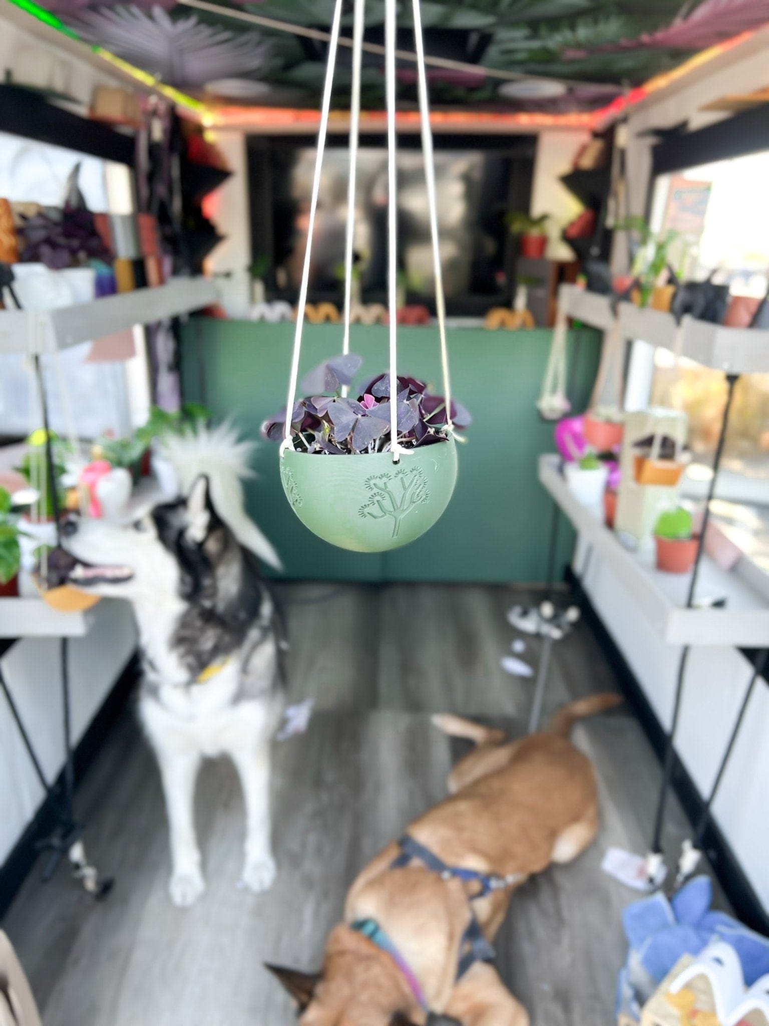 Rosebud HomeGoods Pots &amp; Planters Hanging Joshua Tree Planter