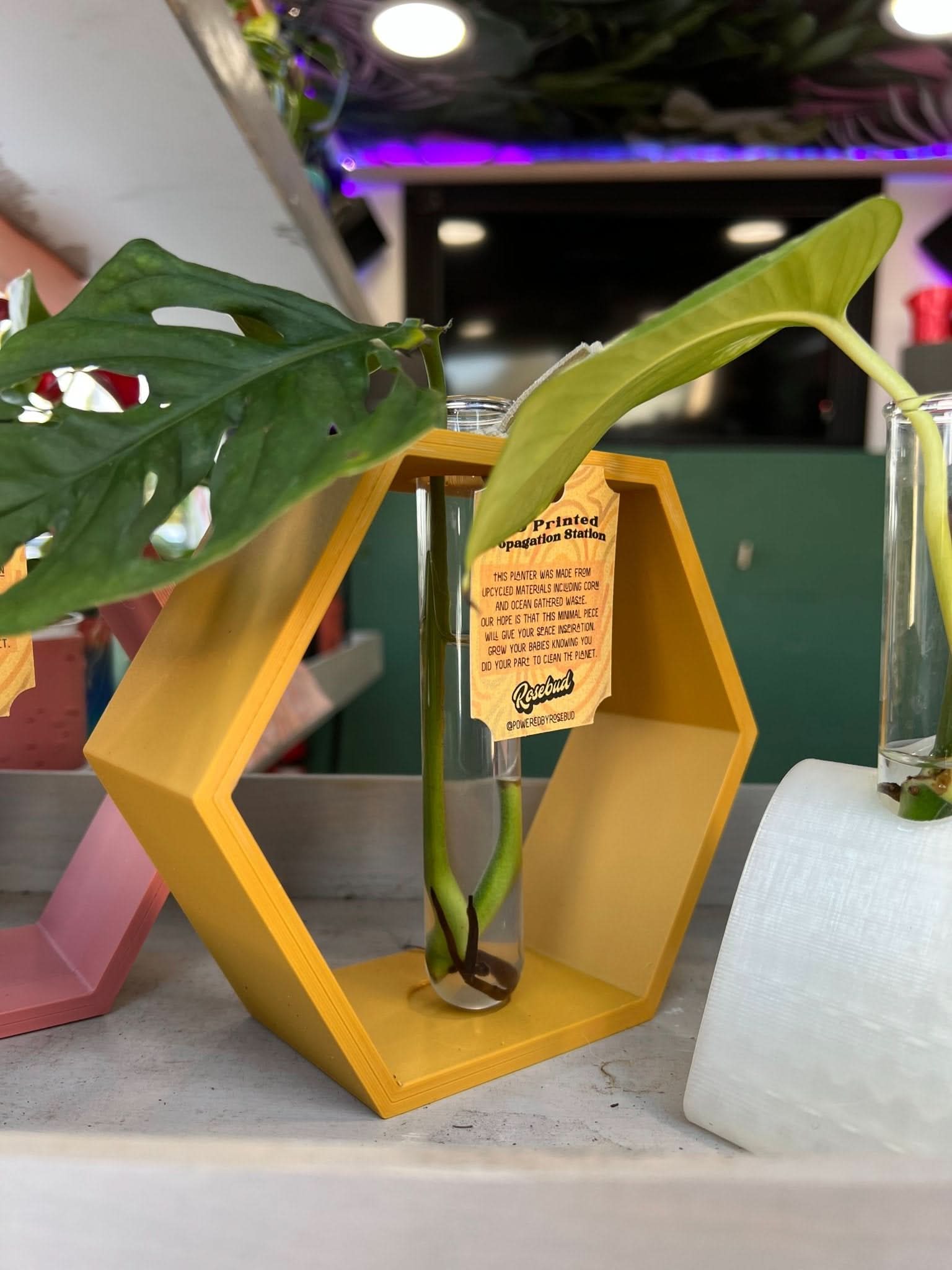 Rosebud HomeGoods Hexagon Propagation Station