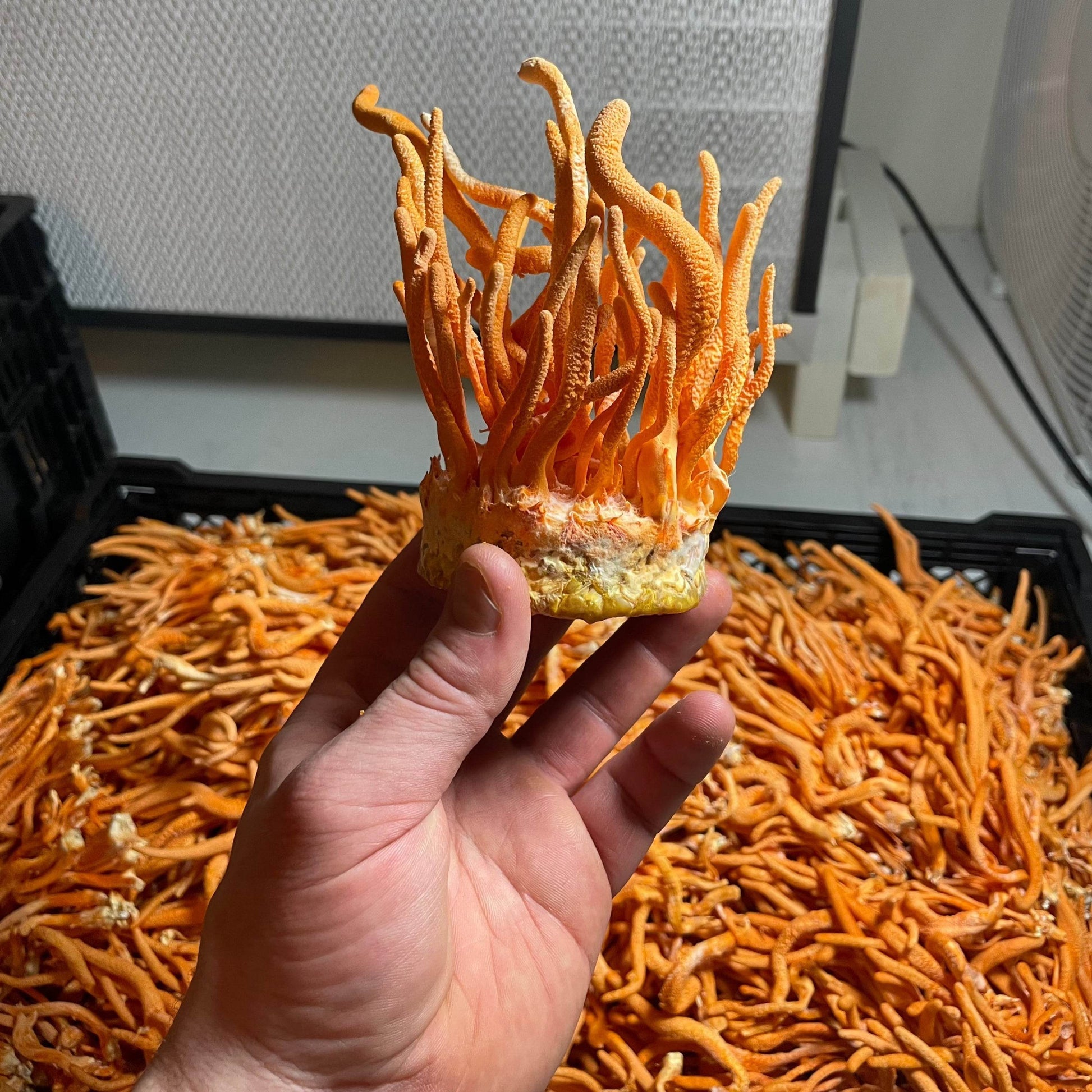 Lion's Mane + Cordyceps Dual Extract Tincture - My American Goods
