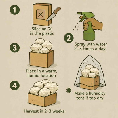 Mushroom Grow Kit Co. Lion&