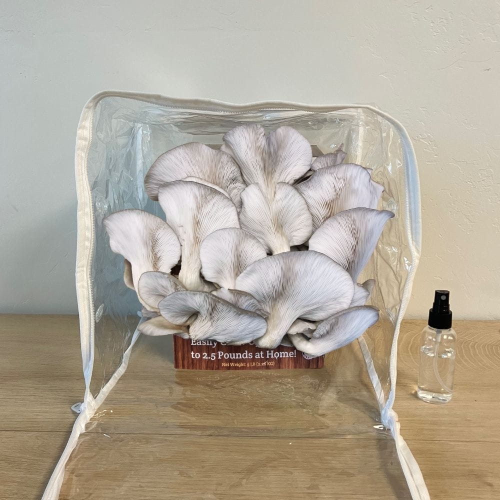 Mushroom Grow Kit Co. Oyster Mushrooms Premium Blue Oyster Mushroom Growing Kit - 5 LBS