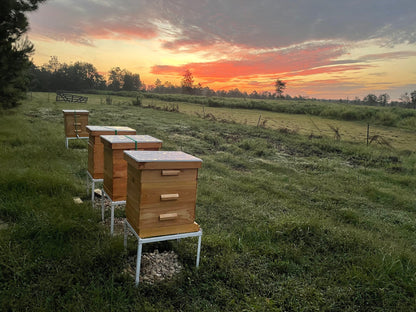 Mississippi Hot Honey
