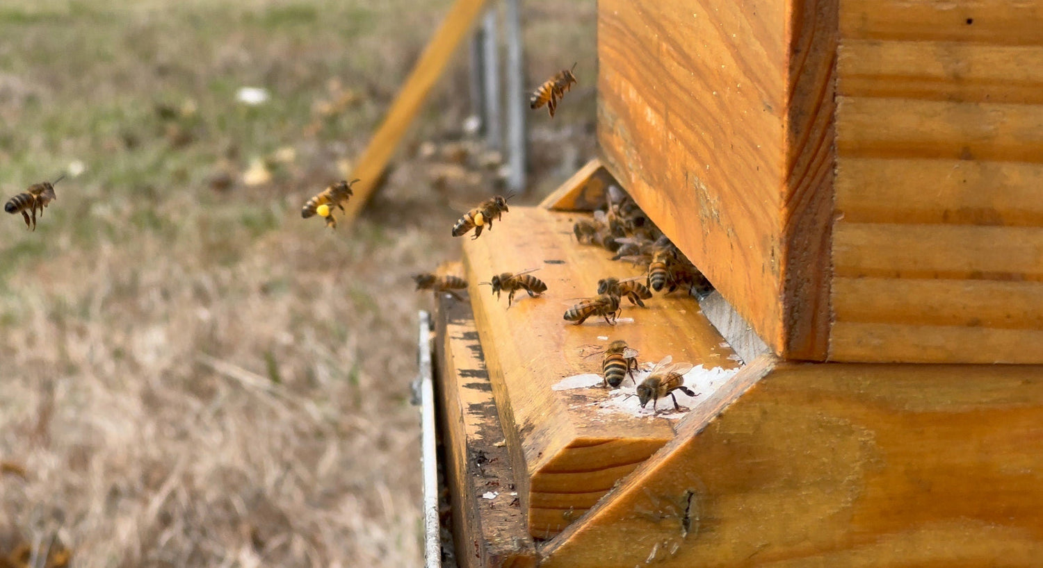 6oz Bee Pollen