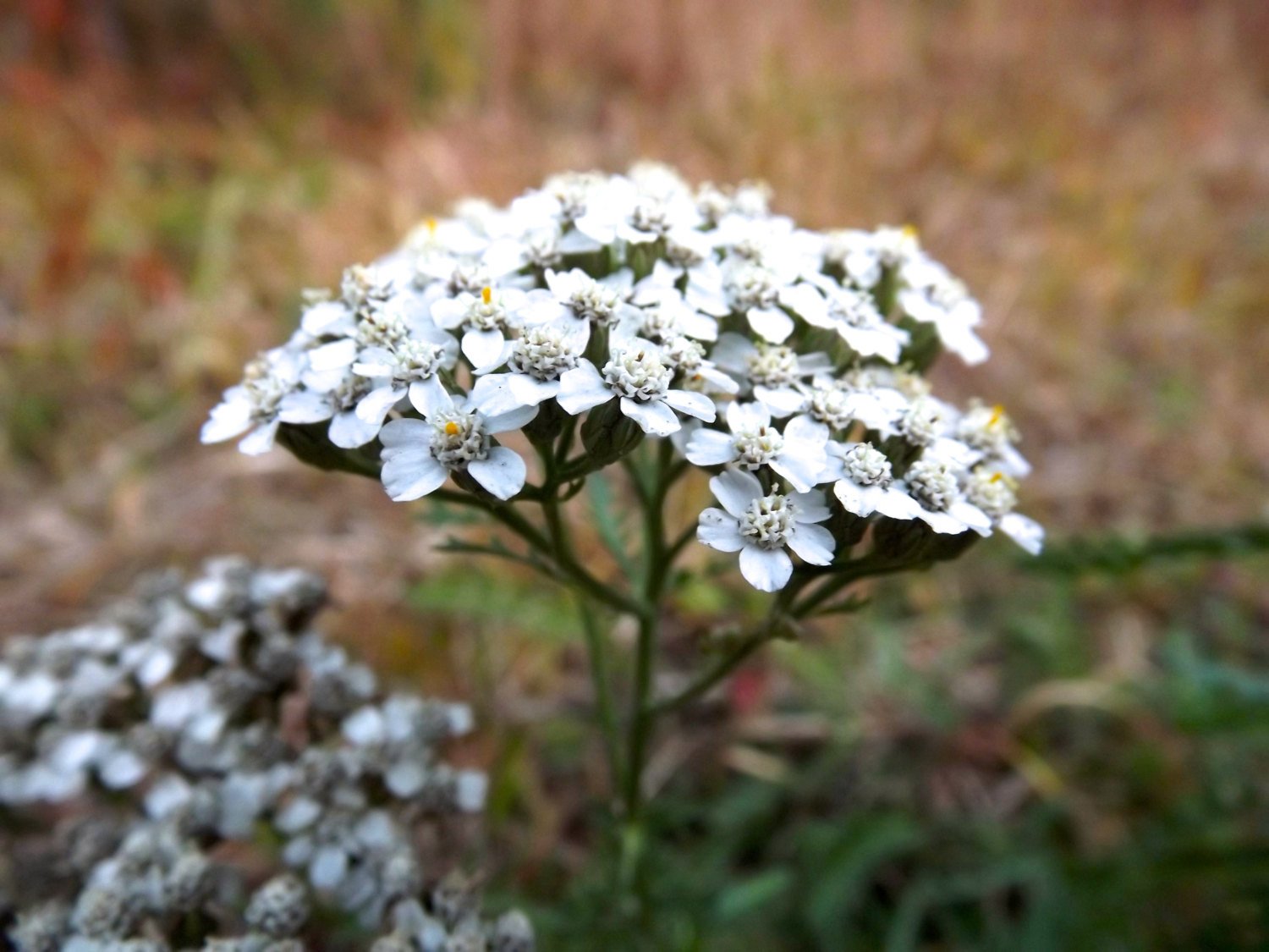 Yarrow Beauty Serum - My American Goods