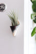 Mini Wall Planter Magnet - My American Goods