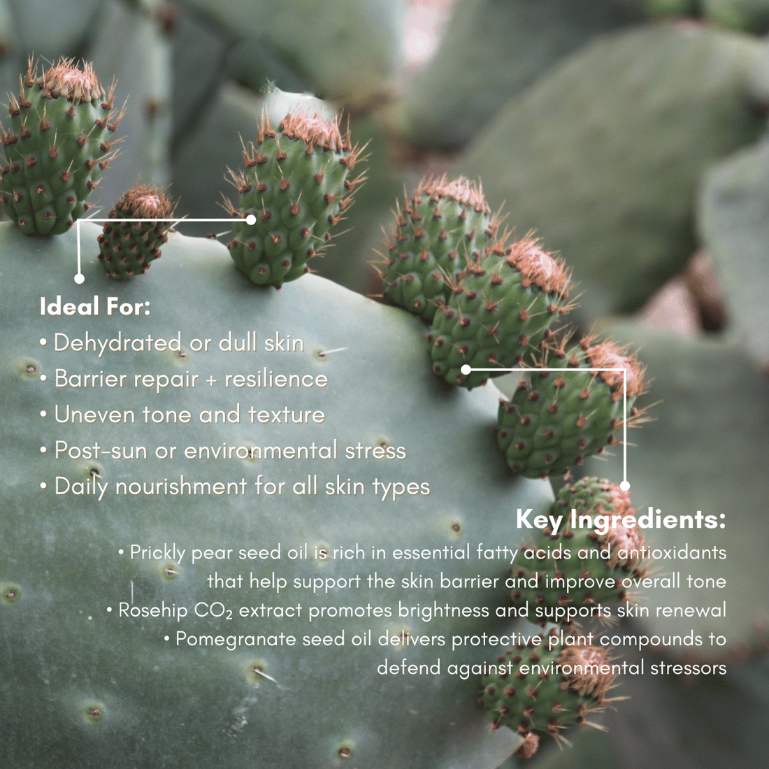 URB APOTHECARY EYE SERUM Prickly Pear Elixir