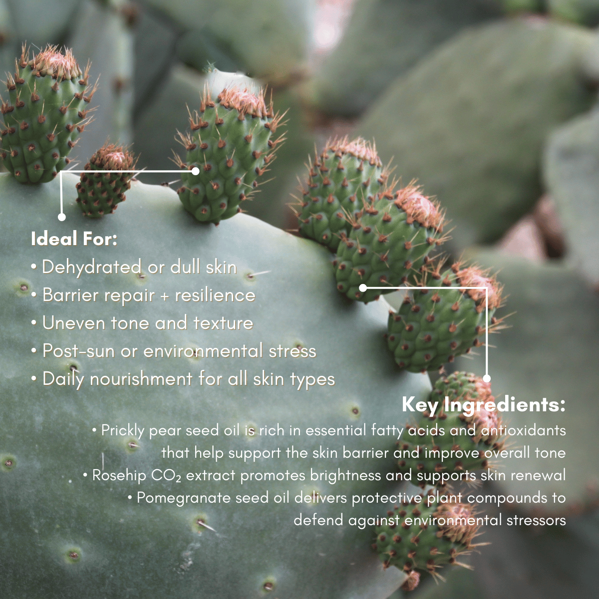 URB APOTHECARY EYE SERUM Prickly Pear Elixir