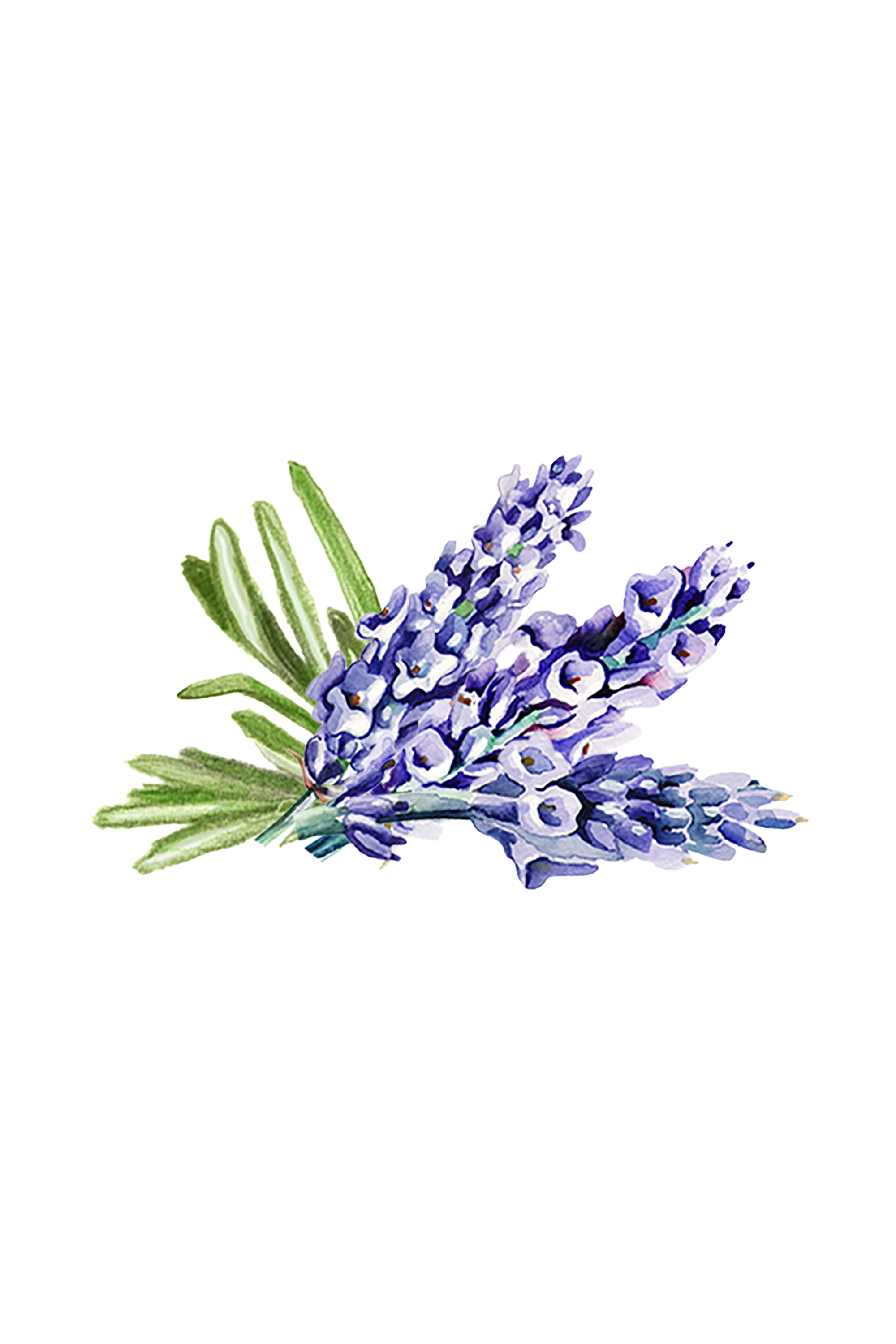 Lavender &amp; Rosemary Essential Oil Blend