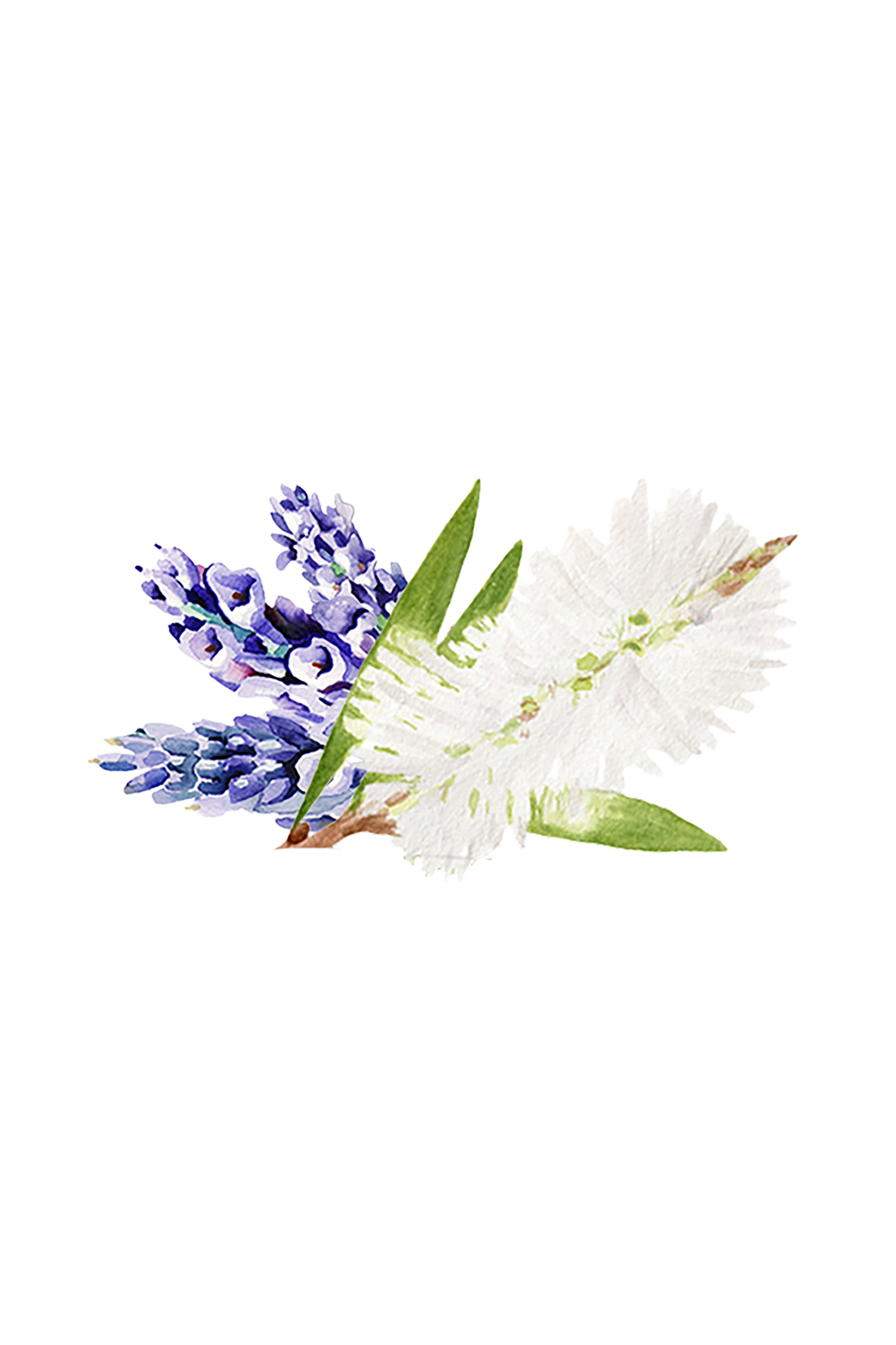 Soothing Shampoo | Lavender &amp; Tea Tree