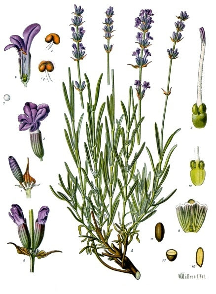 English Lavender Seeds
