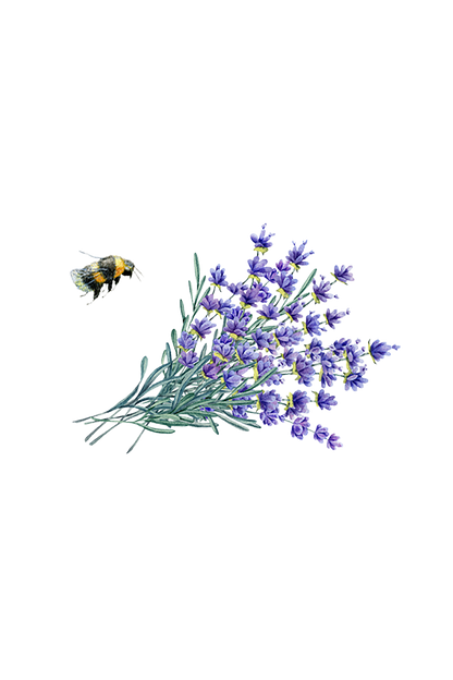 Laundry Detergent | Lavender