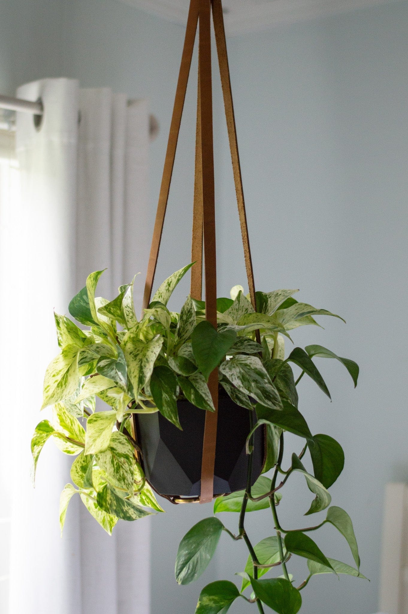 Urban Southern Leather Plant Hanger