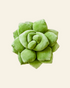 Green succulent-shaped pillow on a green background