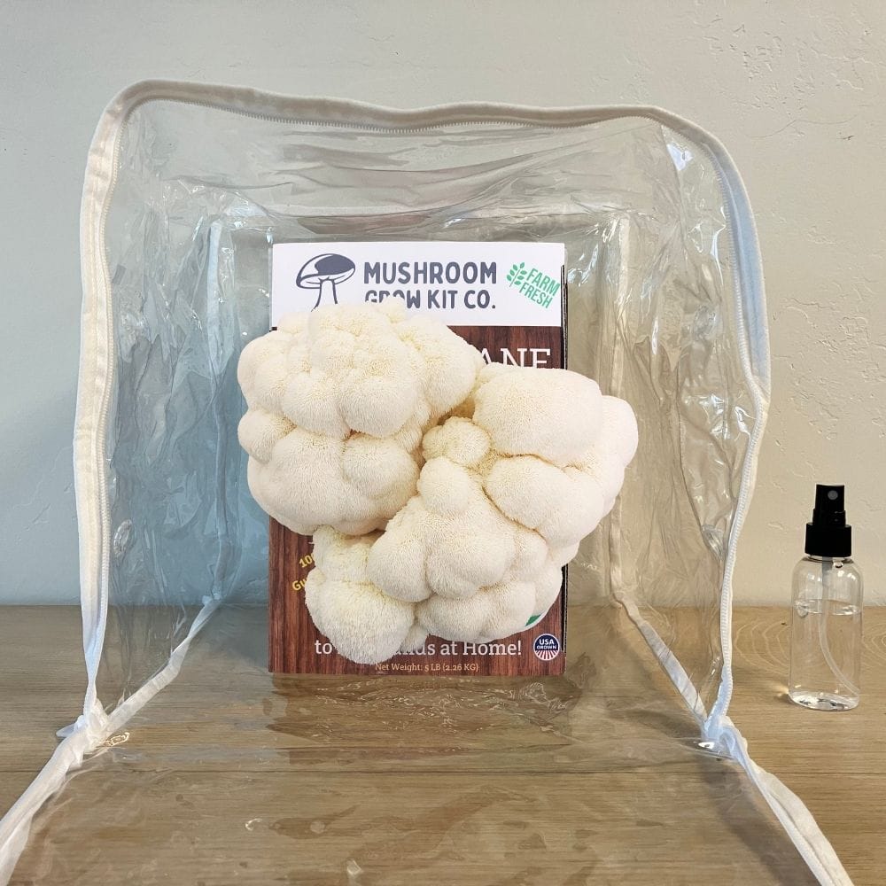 Mushroom Grow Kit Co. Lion&