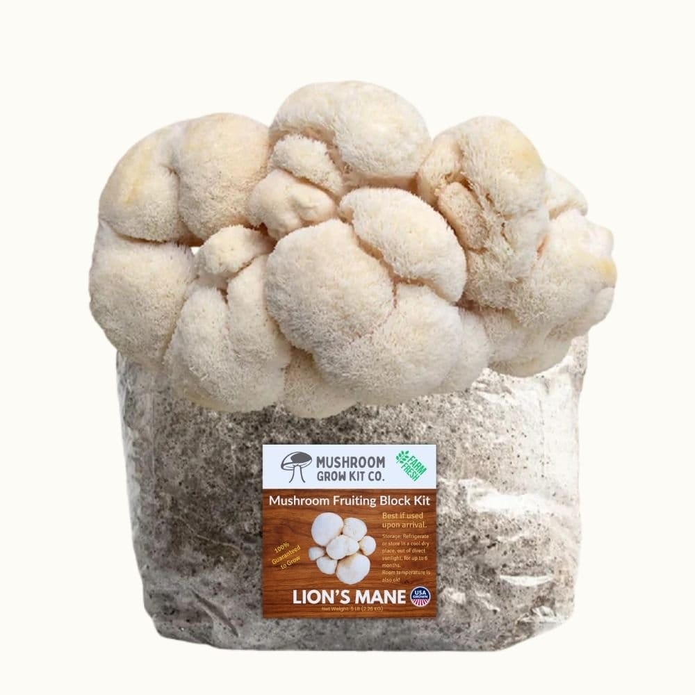Mushroom Grow Kit Co. 3 Pack - Premium Lion&