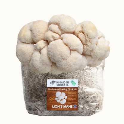 Mushroom Grow Kit Co. 3 Pack - Premium Lion&