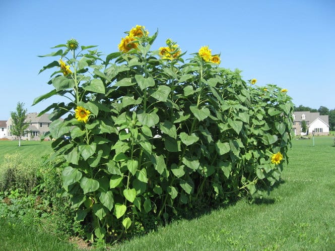 Seattle Seed Company Flowers Sunflower - Mammoth Russian